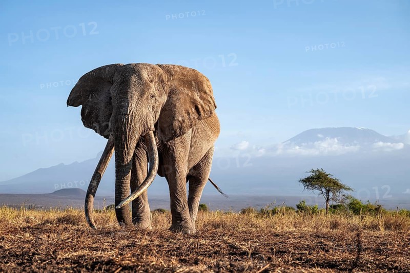 African elephant (Loxodonta africana) in picturesque landscape with the summit of Mount Kilimanjaro, the famous Super Tusker elephant Craig, old male with long tusks, in atmospheric evening light, Kajiado County, Kenya