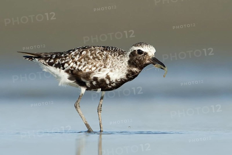 Grey Plover (Pluvialis squatarola), Texas, USA