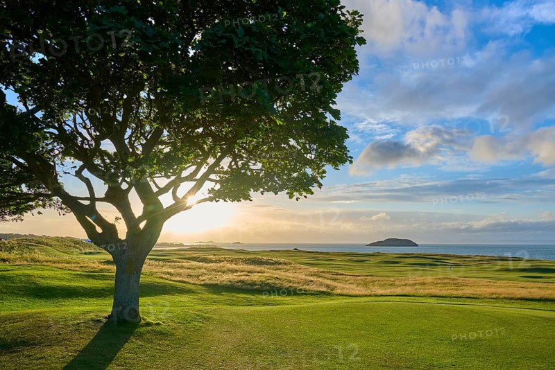 Idyllic tree at sunset with sea view and island, golf course, North Berwick, East Lothian, Scotland, United Kingdom, Great Britain