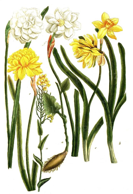 Botany, plants, a. napus, rutabaga, b - f. narcissus, daffodil, various varieties