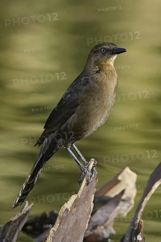 Great-tailed Grackle (Quiscalus mexicanus) female, Arizona, USA