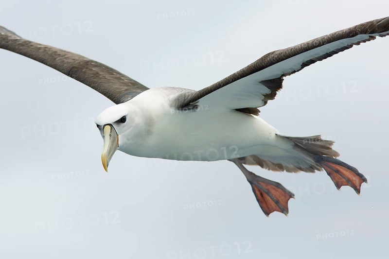 Shy Albatross (Thalassarche cauta) flying, Victoria, Australia
