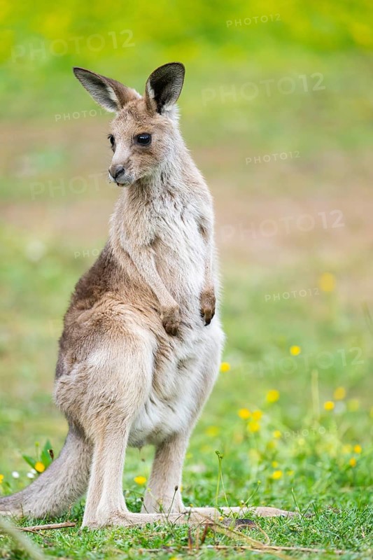 Eastern Gray Kangaroo (Macropus giganteus) youngster sitting on a meadow, captive, Germany
