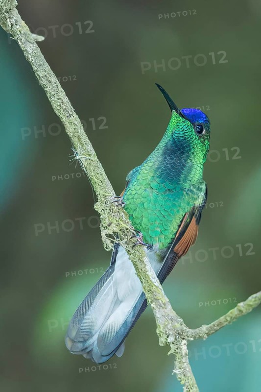 Blue-capped Hummingbird (Eupherusa cyanophrys) perched on a branch in Oaxaca, Mexico