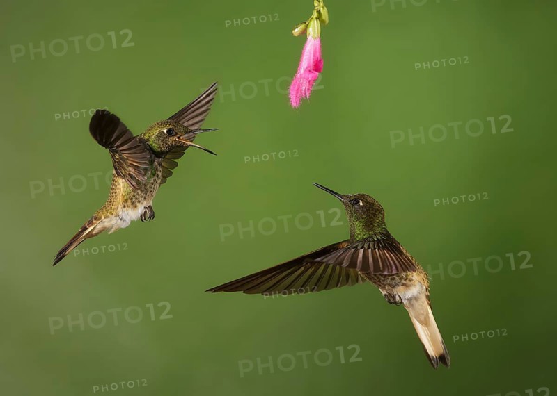 Buff-tailed Coronet (Boissonneaua flavescens) feeding on flower nectar, Napo, Ecuador
