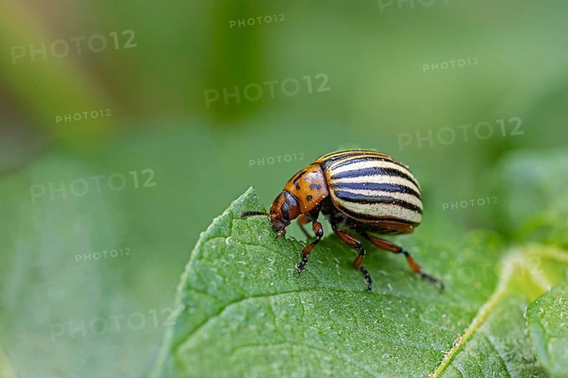 Colorado potato beetle (Leptinotarsa decemlineata), animals, insects, beetle, leaf beetle, pest, Colorado potato beetle, potato plant, Baden-Württemberg, Federal Republic of Germany