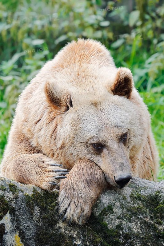 Syrian brown bear (Ursus arctos syriacus), captive, Germany