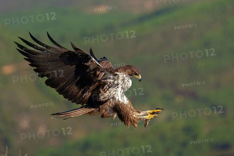 Bonelli's eagle (Hieraaetus fasciatus), Aigle de Bonelli, Águila-azor Perdicera, Tawi Atayr, Salalah, Dhofar, Oman