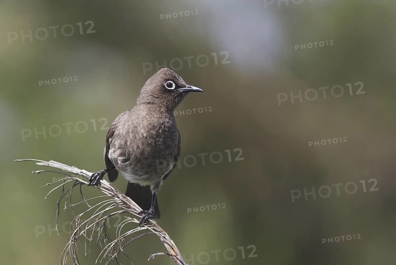 Cape Bulbul (Pycnonotus capensis), Western Cape, South Africa