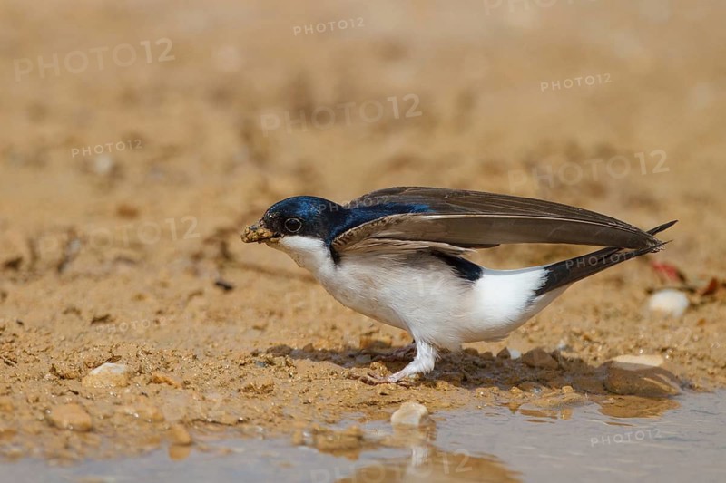 Common House Martin (Delichon urbicum), Greece