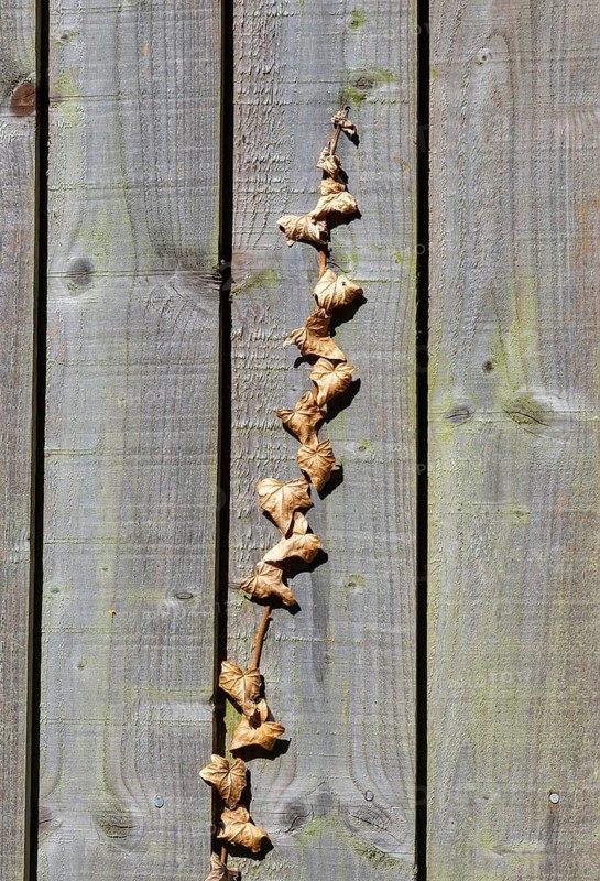 Withered brown dead ivy plant climbing up wooden fence, UK