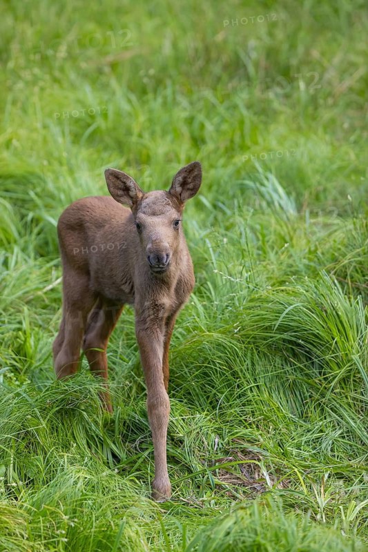 One baby moose or elk, Alces alces, (19 days old, born May 8, 2020 standing on a meadow with tall fresh green grass