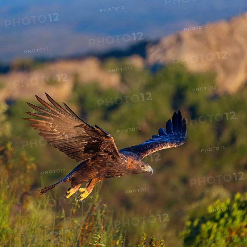 Golden Eagle, (Aquila chrysaetos), bird of prey, family of hawk-like birds, flight, biotope, habitat, foraging, El Millaron Golden Eagle Hide, Salorino, Extremadura Caceres, Spain
