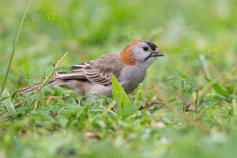 Schuppenkopfweber (Sporopipes frontalis) on ground, Uganda