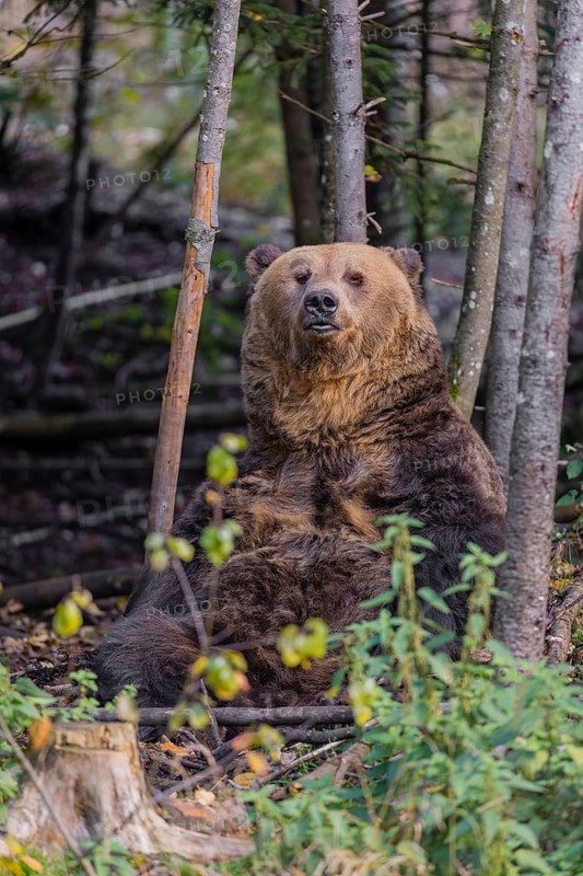 One eurasian brown bear (Ursus arctos arctos) sits at a forest edge