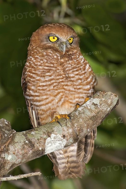 Christmas Boobook (Ninox natalis), Christmas Island, Australia
