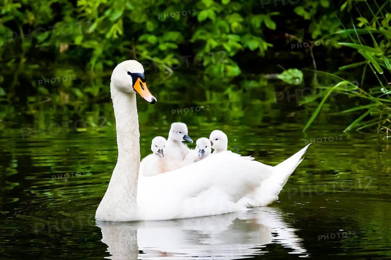 Animals, birds, swan, swan, mute swan, female with chicks on the back, water, (Cygnus olor), swims in the water Lower Saxony, Federal Republic of Germany