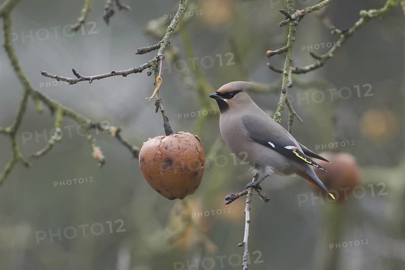 Bohemian Waxwing (Bombycilla garrulus), Saxony, Germany