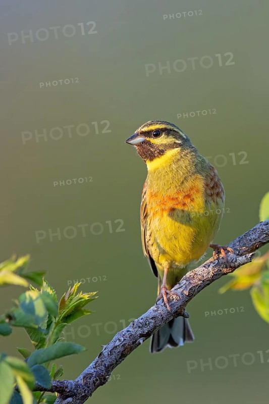 Cirl Bunting (Emberiza cirlus), Bruant zizi, Escribano SoteÒo, Bad D¸rkheim district, Wachenheim, Rhineland-Palatinate, Germany