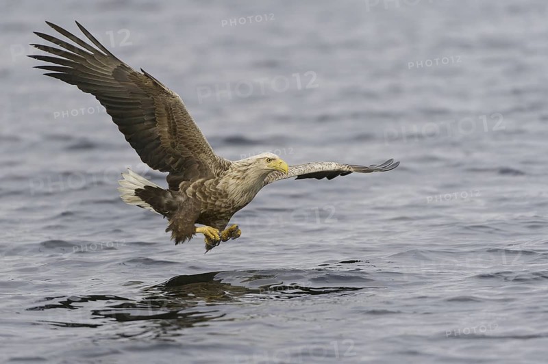 White-tailed Eagle (Haliaeetus albicilla) flying, Nord-Trondelag, Norway