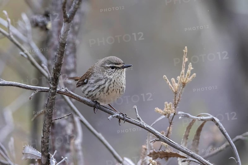 Shy Heathwren (Calamanthus cautus) female perched on a branch, Victoria, Australia