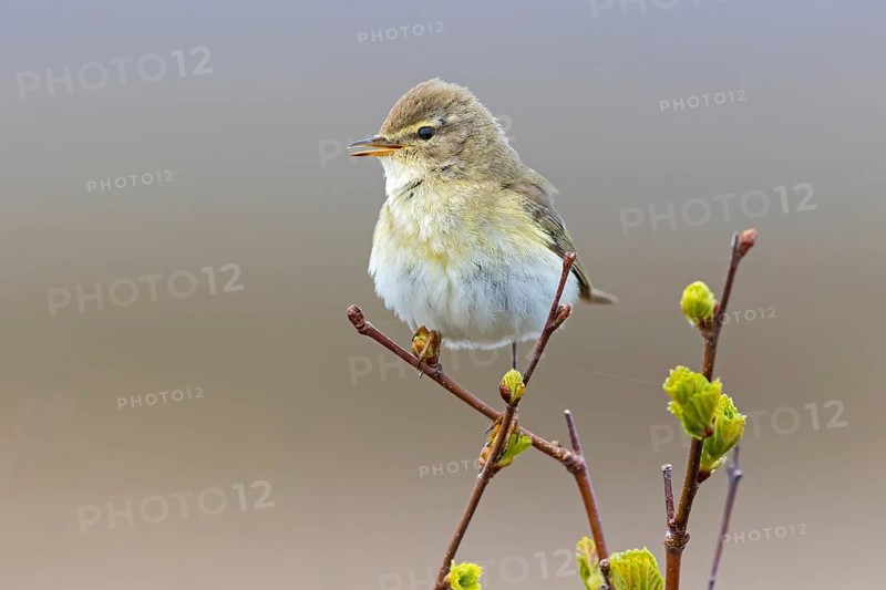Willow warbler, (Phylloscopus trochilus), animals, birds, songbirds, Varanger, Finnmark, Norway