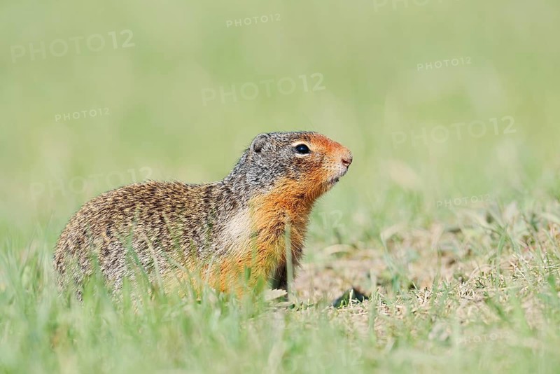 Columbia ground squirrel (Urocitellus columbianus, Spermophilus columbianus), Jasper National Park, Alberta, Canada