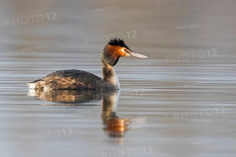 A great crested grebe swimming in the water, (Podiceps Scalloped ribbonfish), animals, birds, waterfowl, grebe family, side view, Silbersee, Bobenheim-Roxheim, Rhineland-Palatinate, Federal Republic of Germany