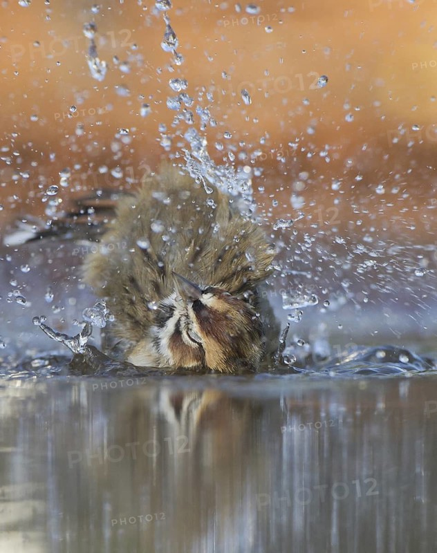 Lark Sparrow (Chondestes grammacus) bathing, Texas, USA