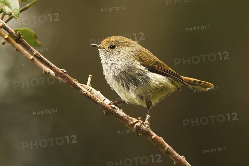 Tasmanian Thornbill (Acanthiza ewingii), Tasmania, Australia