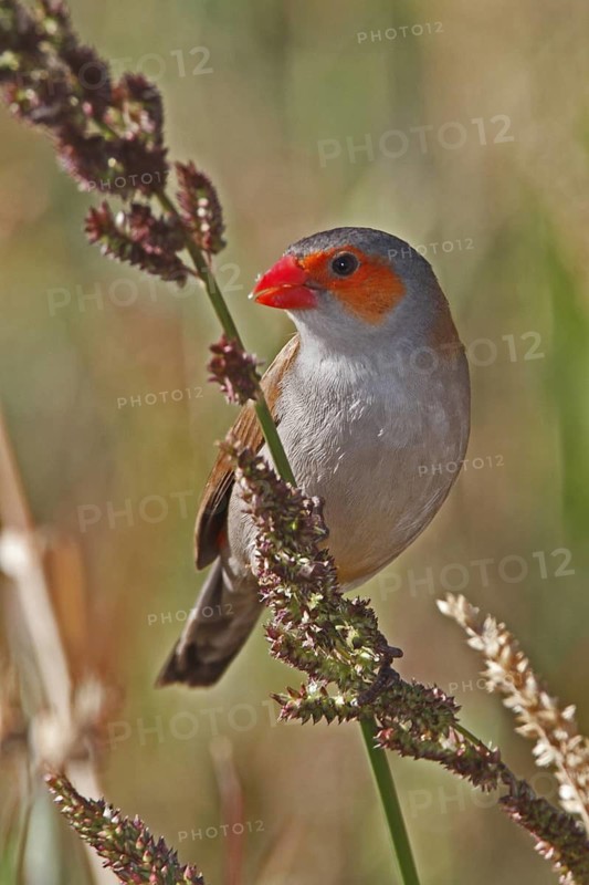 Orange-cheeked waxbill, Estrilida meipoda