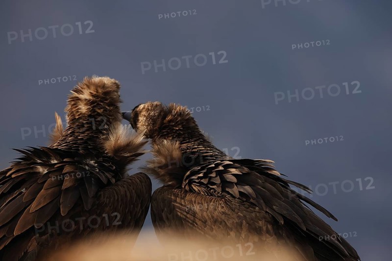 Two Cinereous vultures share a close, affectionate interaction under a clear sky, their detailed plumage and textures highlighted