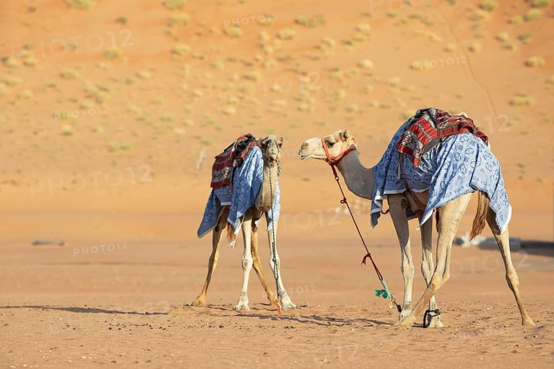 Dromedaries (Camelus dromedarius) with saddle in the Wahiba Sands or Rimal Al Wahiba or Sharqiyya Sands desert, Janub ash-Sharqiyya region, Oman