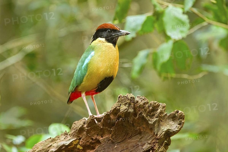 Noisy Pitta (Pitta versicolor), New South Wales, Australia