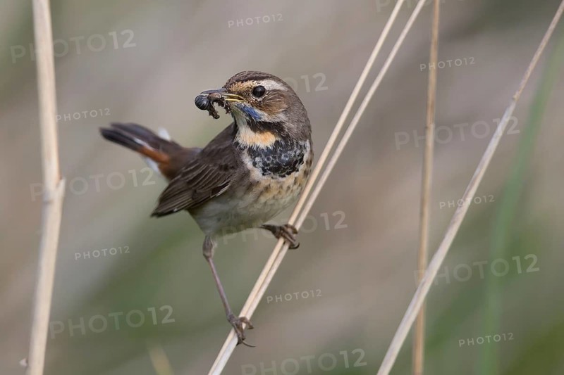 Bluethroat (Luscinia svecica cyanecula) female with insect prey in beak to feed chicks, Mecklenburg-Western, Pomerania, Germany
