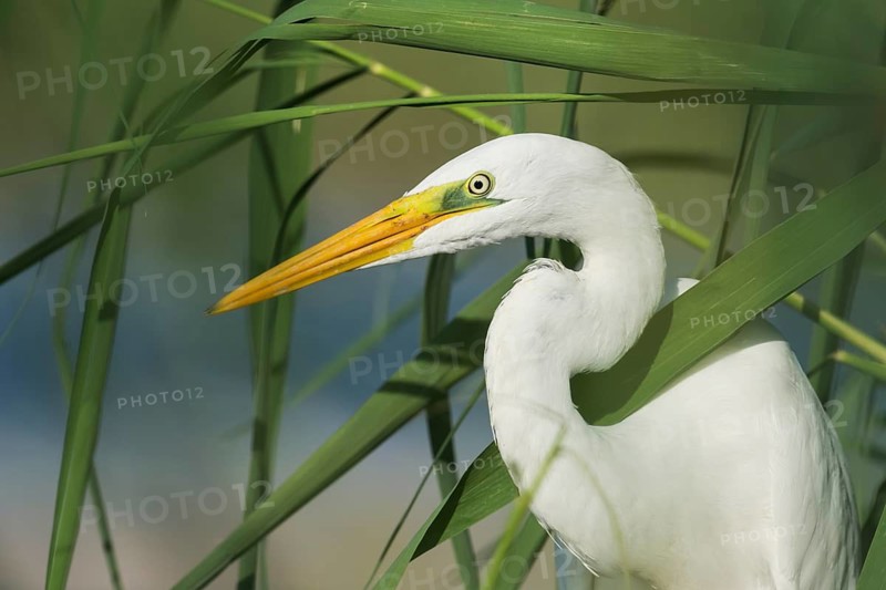 Great Egret (Ardea alba), Eilat, Israel