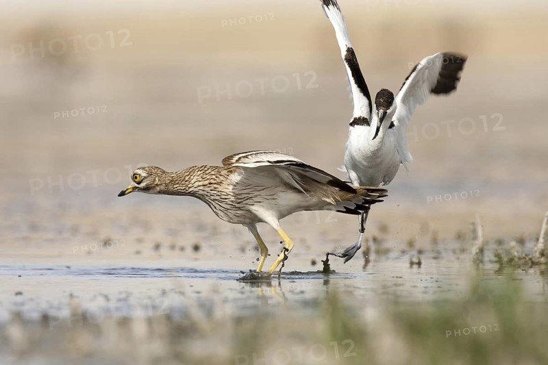 Eurasian Stone-curlew & Pied Avocet (Burhinus oedicnemus & Recurvirostra avosetta), Castile-La Mancha, Spain