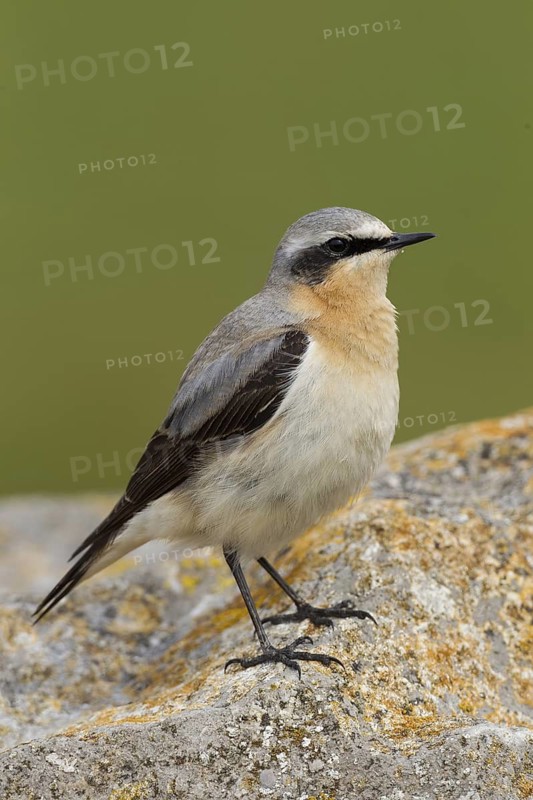 Northern Wheatear (Oenanthe oenanthe) male, Cheshire, United Kingdom