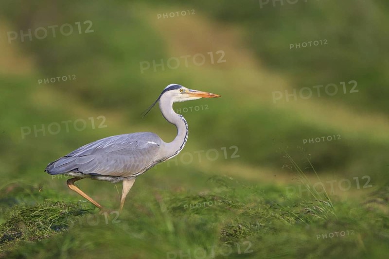 Grey Heron (Ardea cinerea), North Rhine-Westphalia, Germany