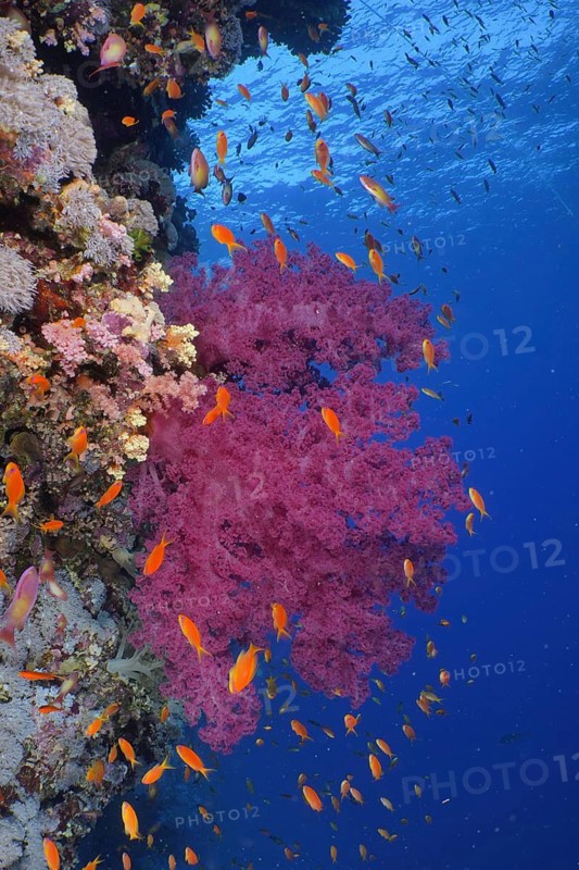Klunzinger's tree coral (Dendronephthya klunzingeri)