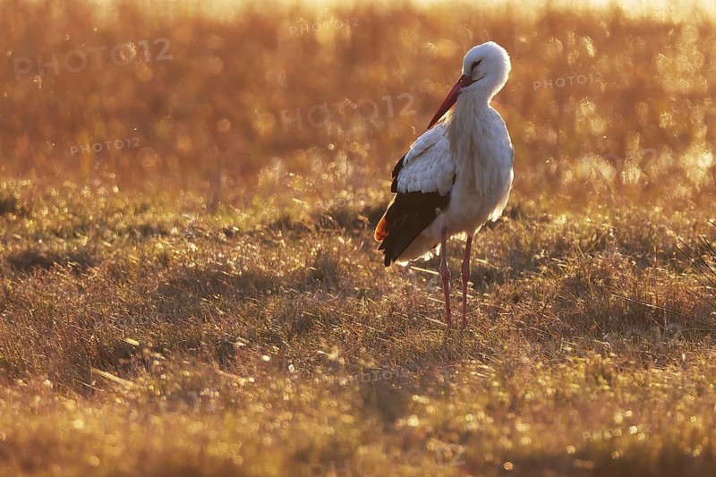A solitary white stork stands gracefully in a sunlit grassy field during a golden sunset, highlighting its elegant silhouette and creating a serene natural scene in wetland of the Emporda