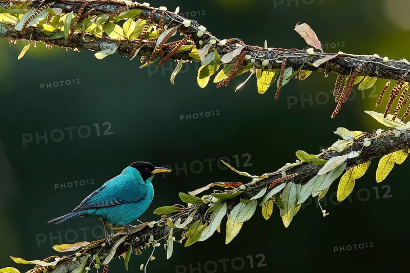 Green Honeycreeper (Chlorophanes spiza) male perched on a branch, Costa Rica