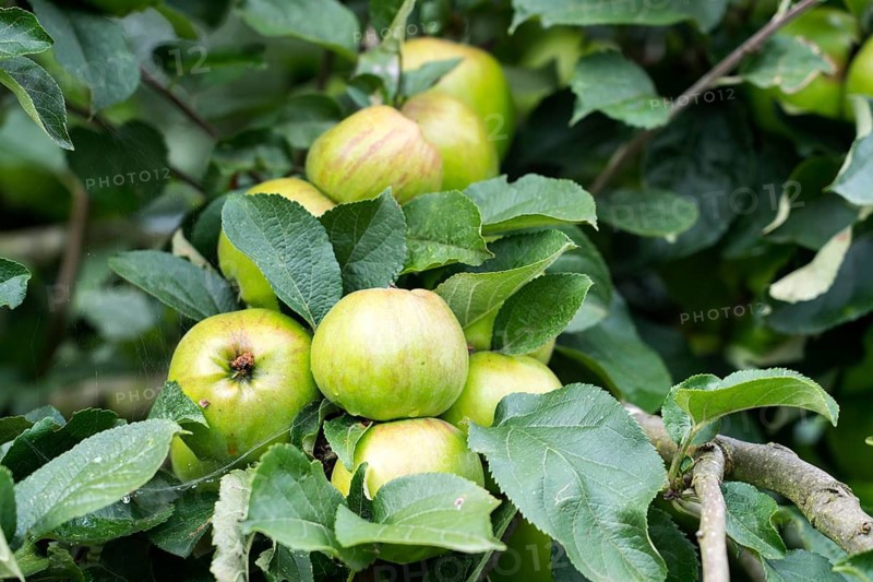 Malus Hilde, apple, old variety, Germany, Europe