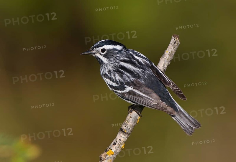 Black-and-white Warbler (Mniotilta varia), Michigan, USA