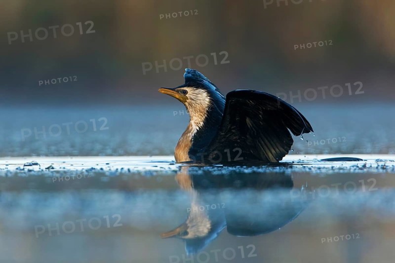 Little Pied Cormorant (Microcarbo melanoleucos), Victoria, Australia