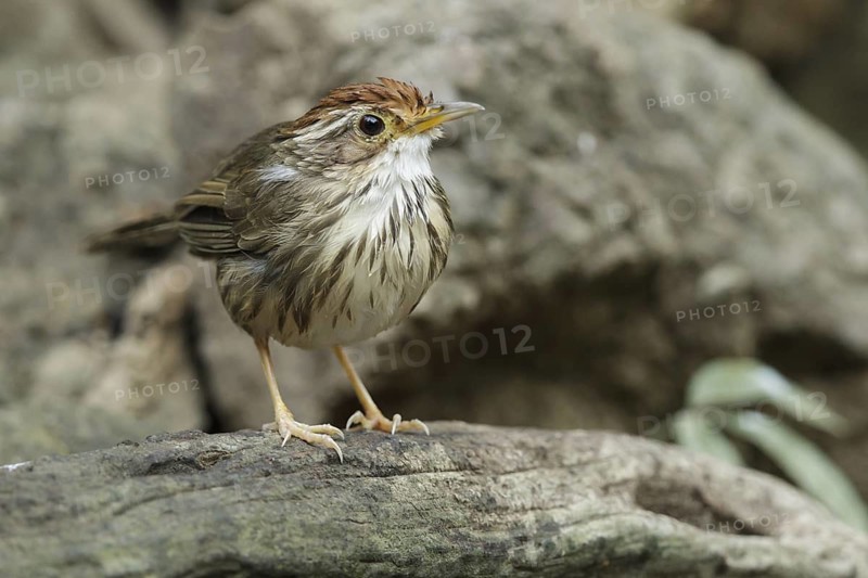 Puff-throated Babbler (Pellorneum ruficeps), Kaeng Krachan, Thailand