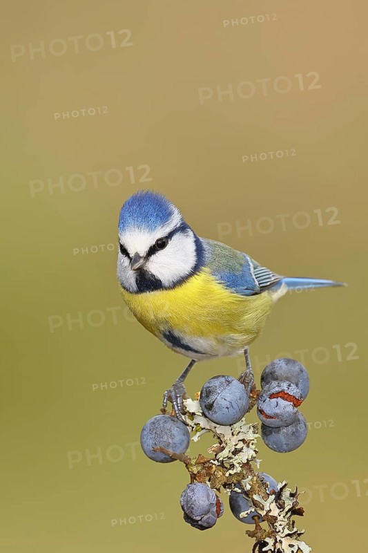 Blue tit (Parus caeruleus), sitting on a branch in a blackthorn bush, (Prunus spinosa), sloes, with ripe fruit, autumn, wildlife, animals, tit family, songbird, birds, Wilnsdorf, North Rhine-Westphalia, Germany