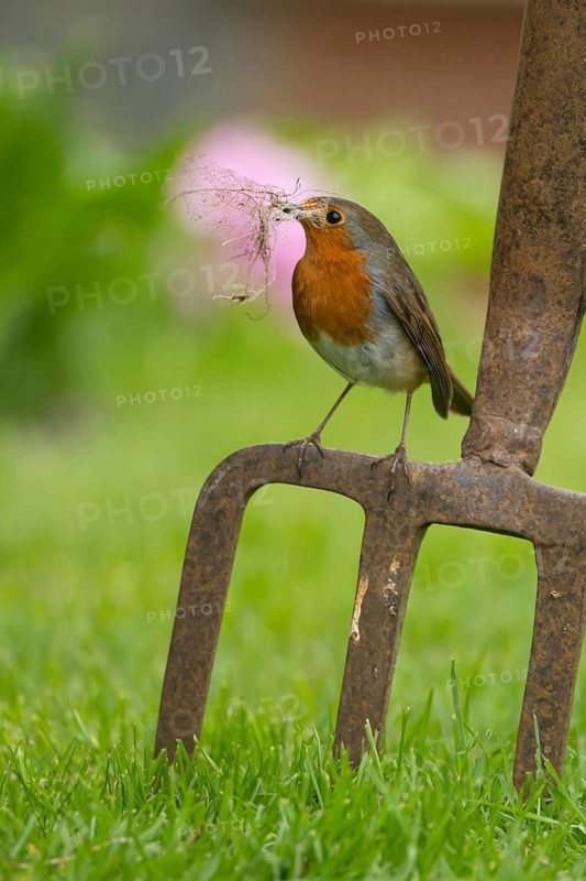 European robin (Erithacus rubecula) adult bird with nesting material in its beak on a garden fork in spring, Suffolk, England, United Kingdom
