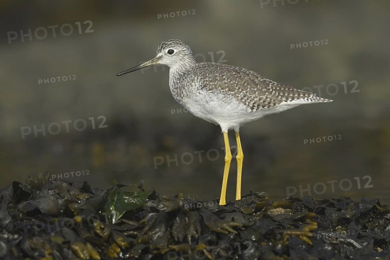 Greater Yellowlegs (Tringa melanoleuca), British Columbia, Canada