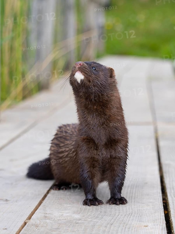 A mink stands on a fishing pier